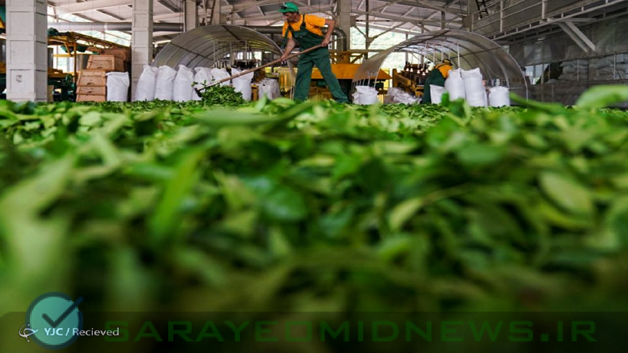 رشد ۱۰ درصدی تولید برگ سبز چای؛ ۸۰ درصد مطالبات چایکاران پرداخت شد